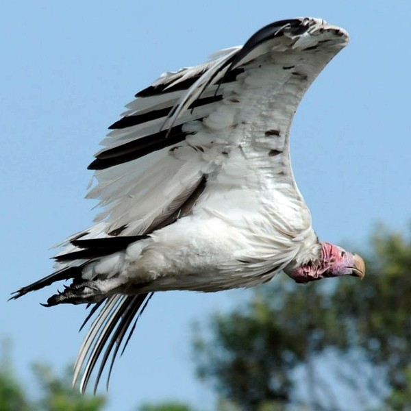2. Leucistic No. Serengeti  Cysty Massay  12-12