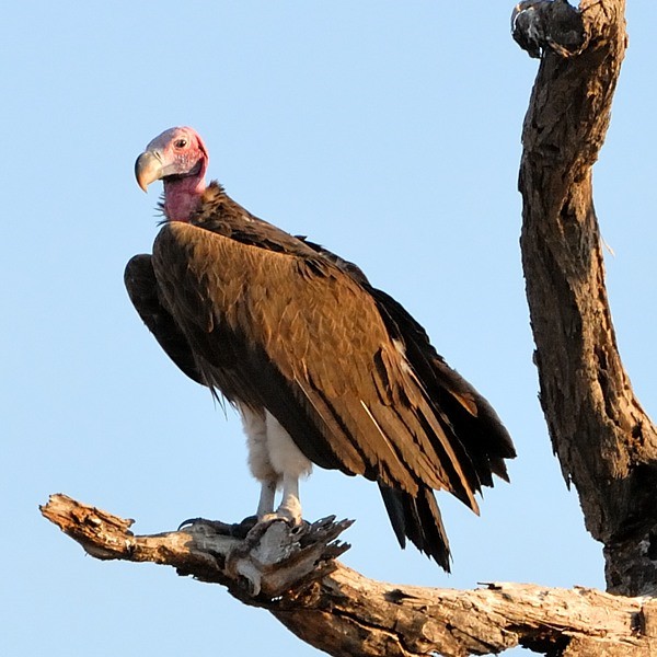 20. Tarangire  9-12