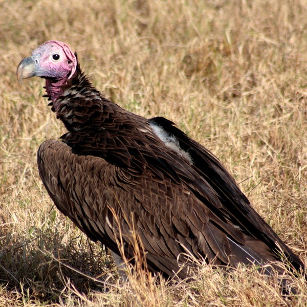 4. Ngorongoro Crater  Karoline Hornik  10-10