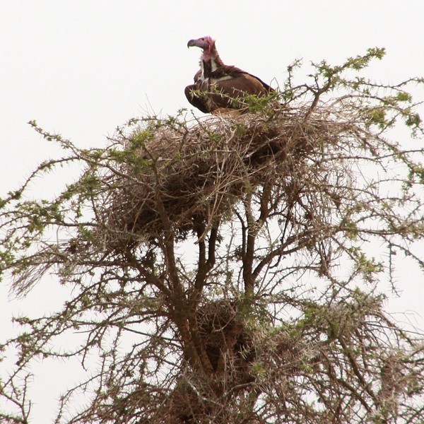 7. Nest  Serengeti  Michael Bassler  7-12