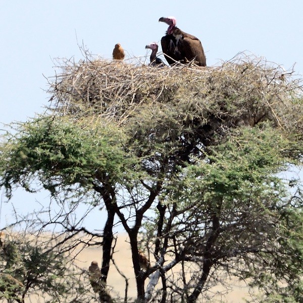 8. Maasai Kopjes  7-14