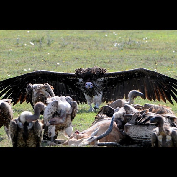 9. Serengeti  Steve Dolberg  2-08