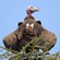 13. Lake Manyara  Luc Grollie  7-11