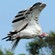 2. Leucistic No. Serengeti  Cysty Massay  12-12