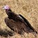 4. Ngorongoro Crater  Karoline Hornik  10-10