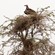 7. Nest  Serengeti  Michael Bassler  7-12
