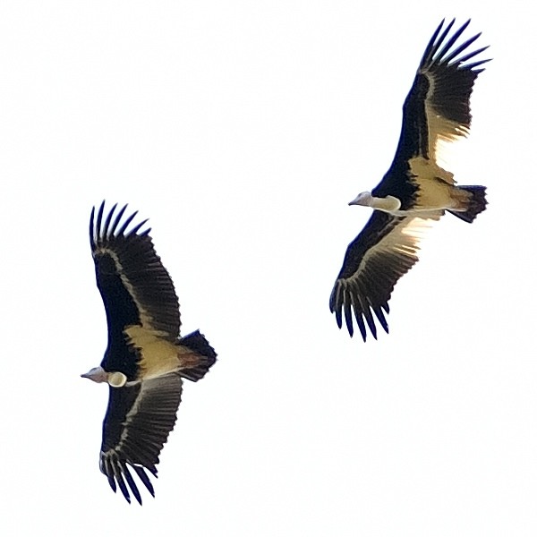 1. Pair (male left)  Lobo  2-12
