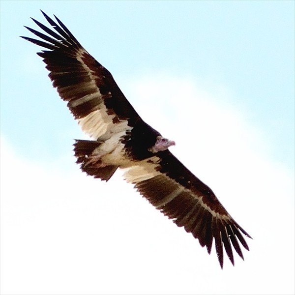 3. Female  Tarangire  8-14