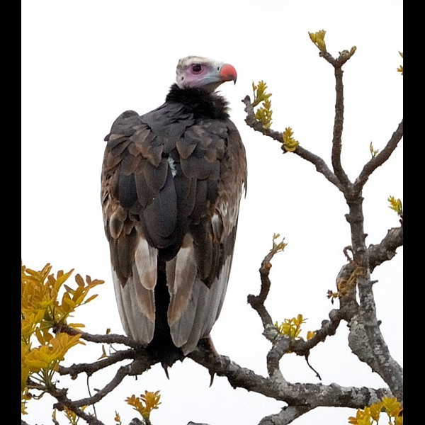 6. Immature Tarangire  7-10