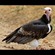 11. Tarangire  Paul Oliver  6-11