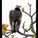 6. Immature Tarangire  7-10