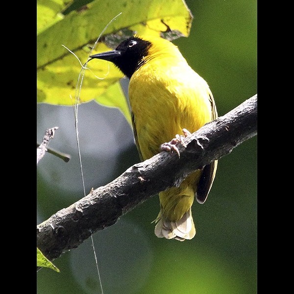 10. Rubondo  Paul Oliver  11-12