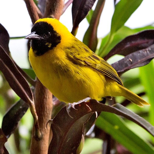 12. Speke's Bay  Linda Bushman  12-16