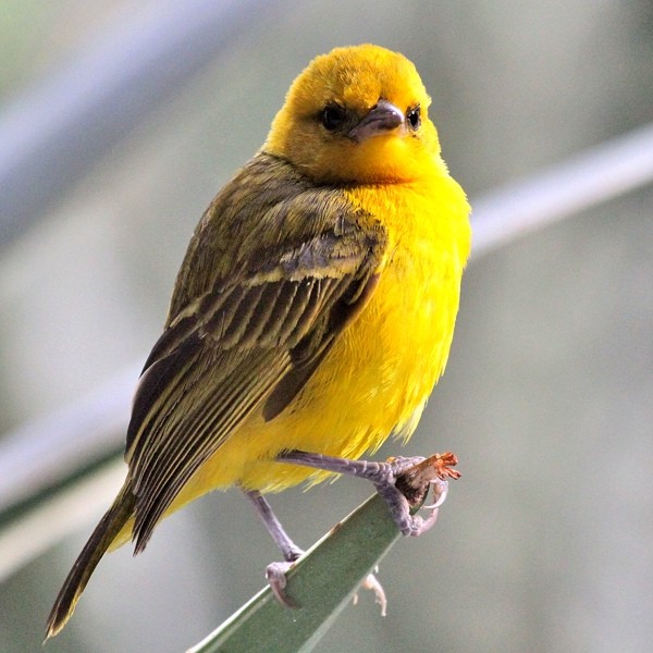 13. Speke's Bay  Linda Bushman  12-16