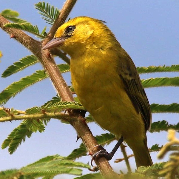 2. Immature   Lake Victoria   Amos Pampy Hardecker   8-22