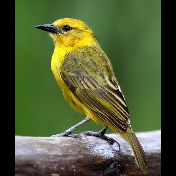 8. Lake Bunyonyi  Karine Van der Vurst  2-10