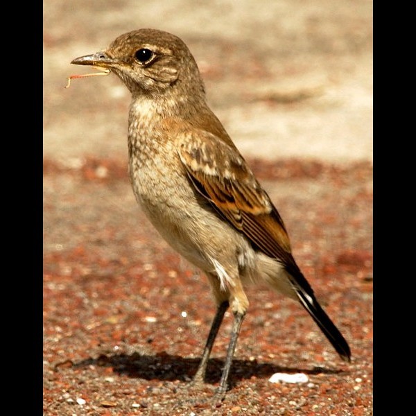 1. Juvenile  Ngorongoro Crater  5-07