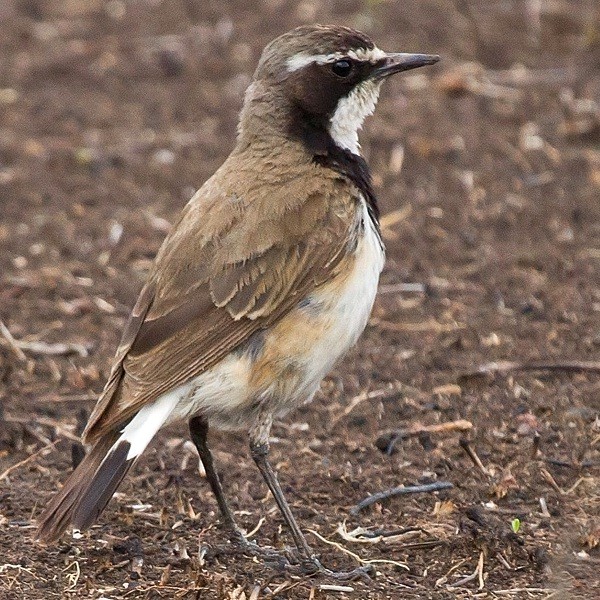 10. Ngorongoro  Linda Bushman   12-16