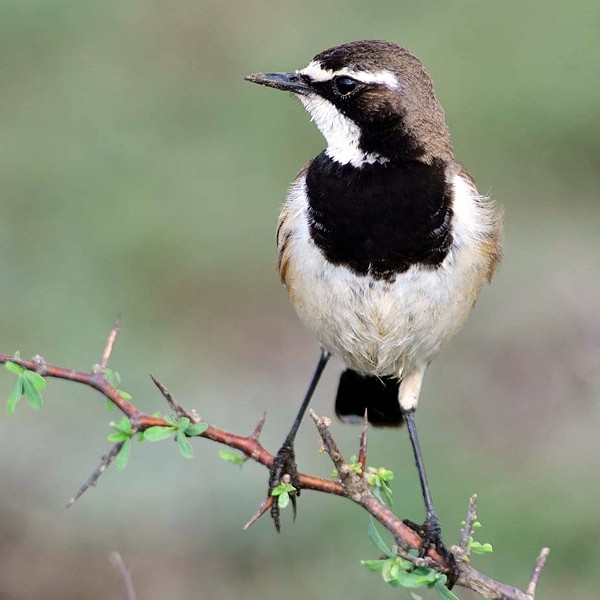 11. Engikaret  Per Holmen  10-19