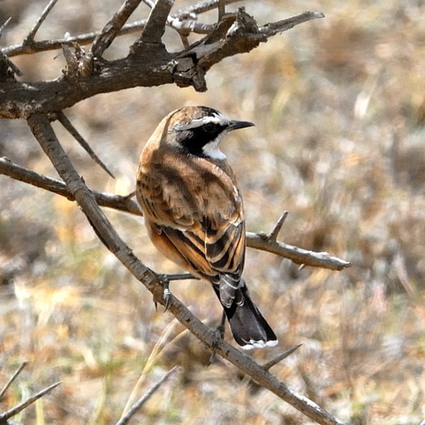 2. Asogati Plain  3-10