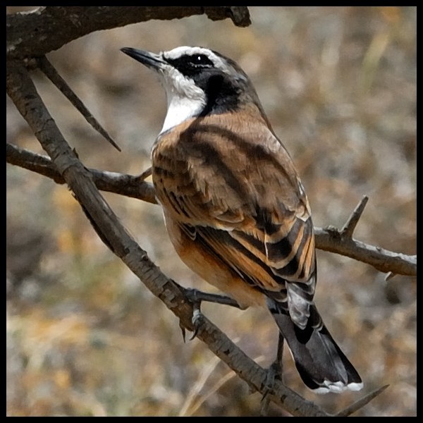 3. Asogati Plain  3-10