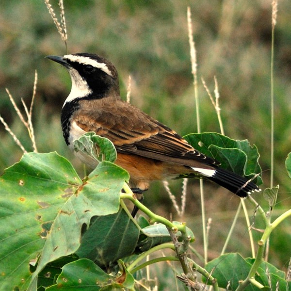 4. Asogati Plain  3-10