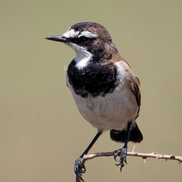 5. Nasara Rock  Rick Carlson  1-12