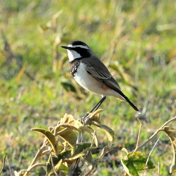 7. W. Mt. Meru  3-12