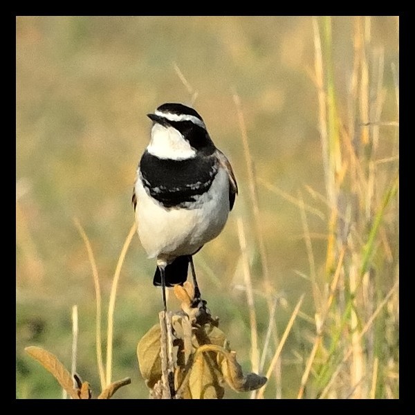 8. W. Mt. Meru  3-12