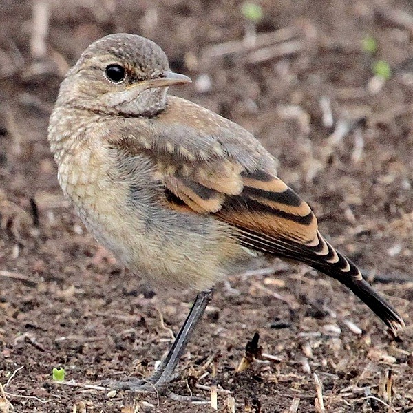 9. Juvenile  Ngorongoro  Linda Bushman   12-16