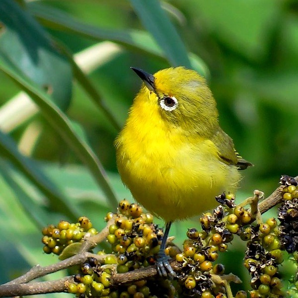 10. Mambo  V. Schollaert