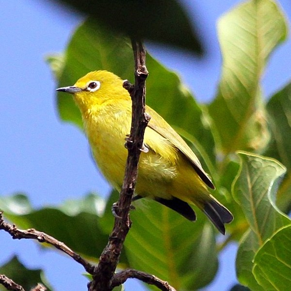 12. Lolkisale   Paul Oliver   3-12