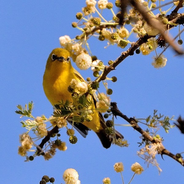 3. Ngare Naibor  1-12