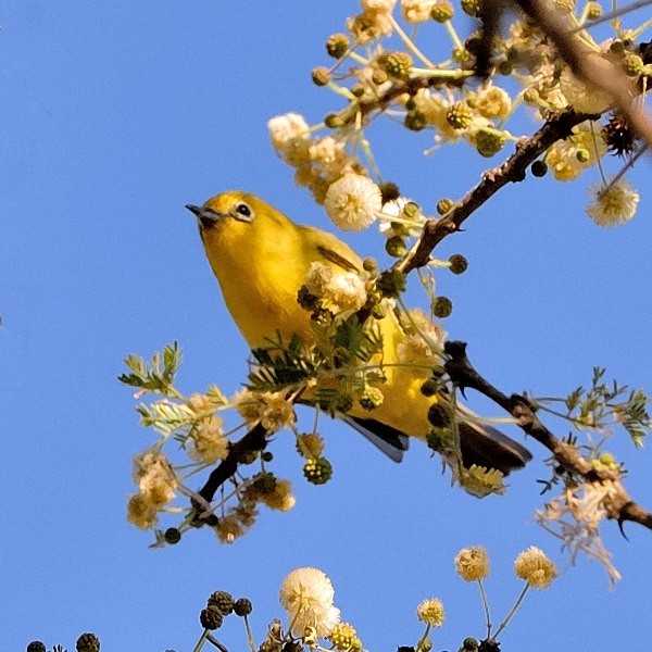 4. Ngare Naibor  1-12