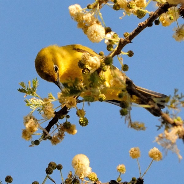 5. Ngare Naibor  1-12