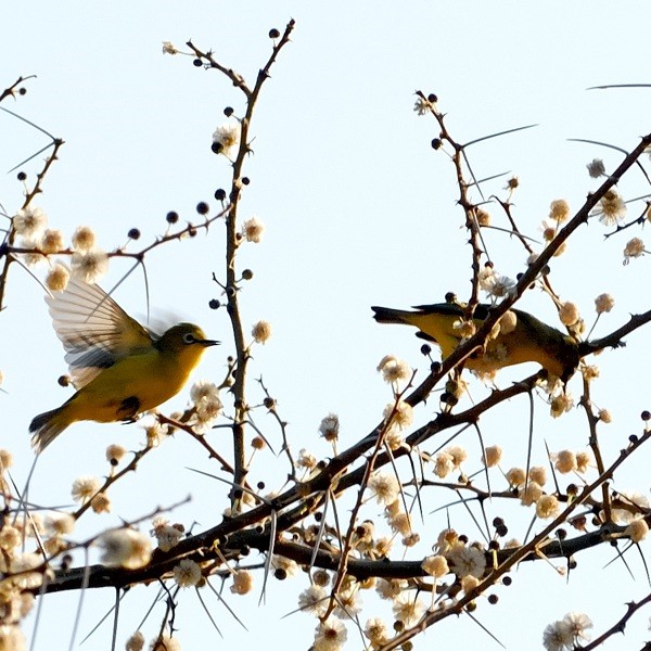 6. Ngare Naibor  1-12