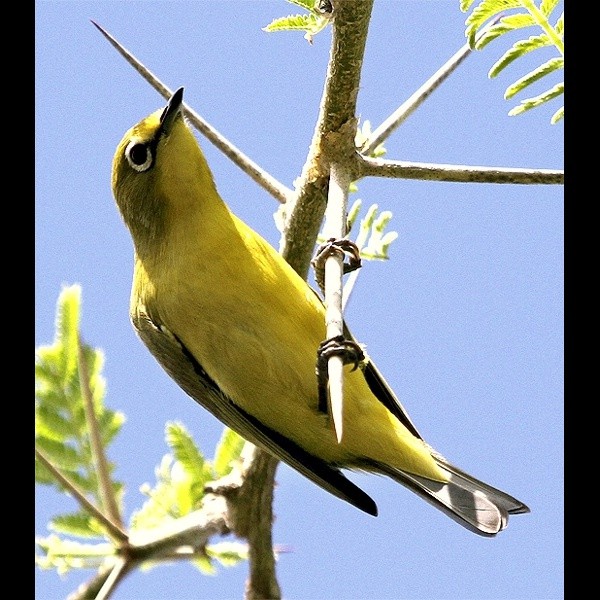 7. Arusha  Paul Oliver