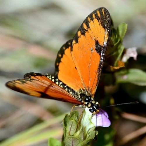 11. Sumbawanga 2018-06