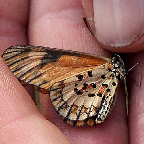 2. Minziro Forest  4-06