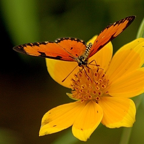 4. So. Maasailand  5-08