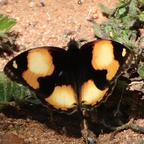 11. Yaida  3-18