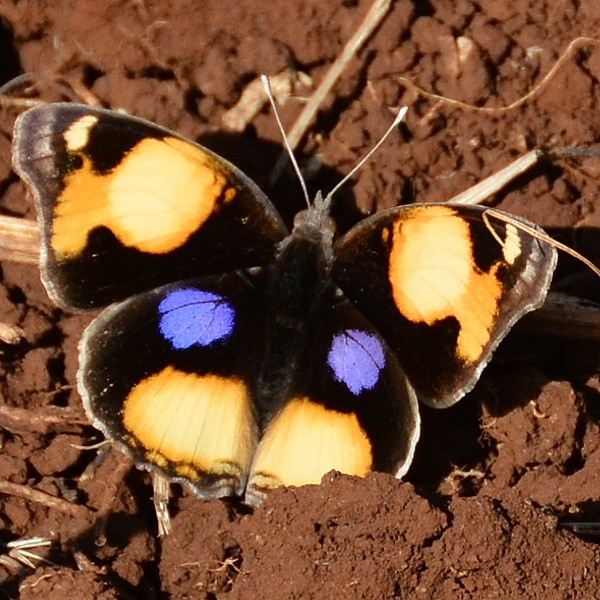 2. West Kilimanjaro-Simba Farm  6-18