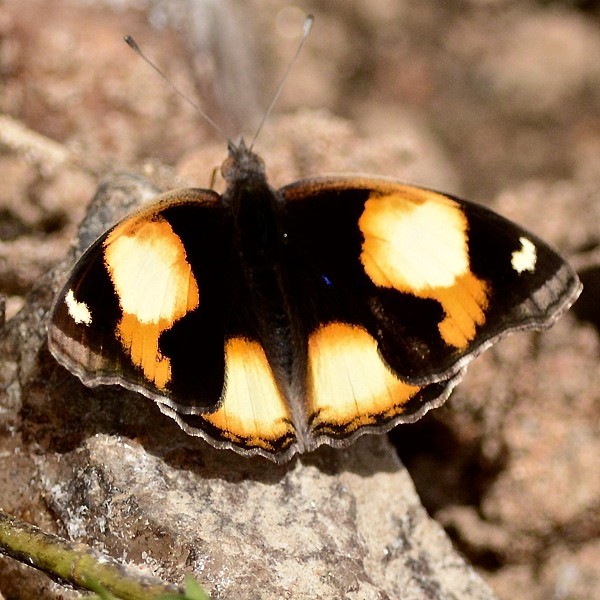 5. Yaida  6-18