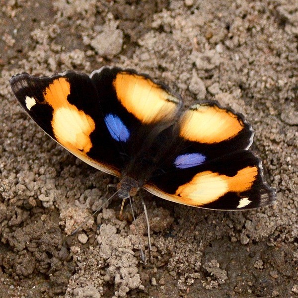 6. Yaida  6-18