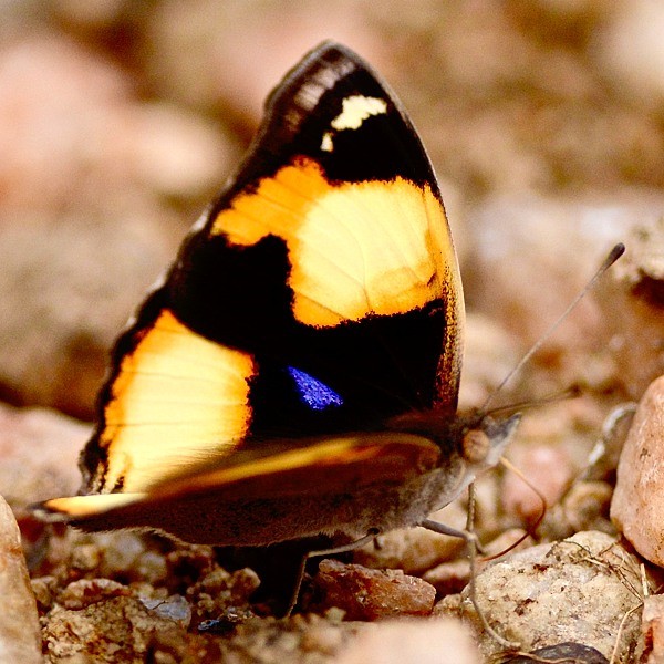 7. Yaida  6-18
