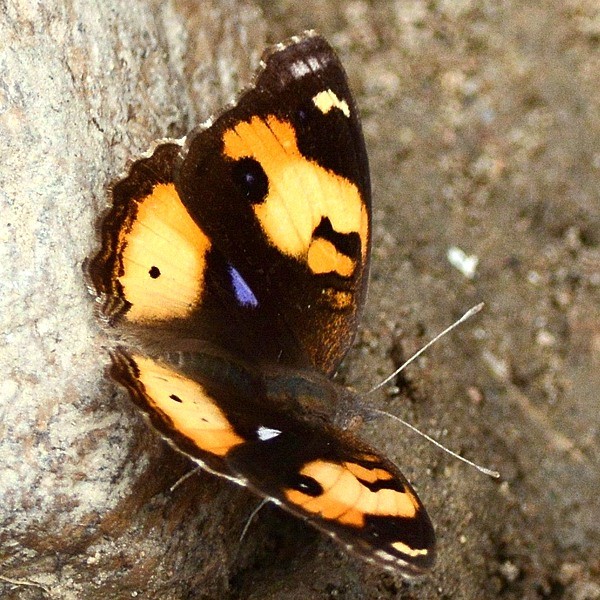 9. Yaida  6-18